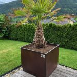 Palmentopf XL